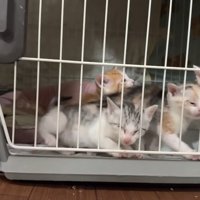 ケージの猫