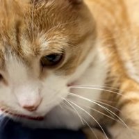 眠たい猫