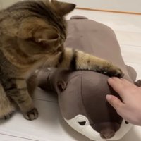 ぬいぐるみをなでる猫