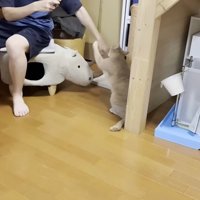 なでようとするといやがる猫