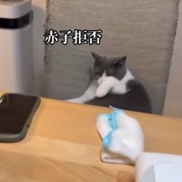 椅子の上で毛づくろいをしている猫