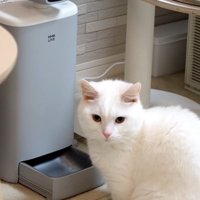 自動給餌器の前で待っている猫％