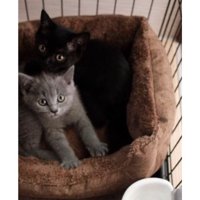 室内にいる猫