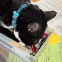 文房具入れに覆い被さる猫