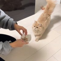 上を向く猫
