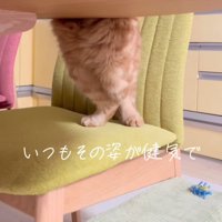 猫の後ろ足