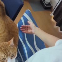 飼い主に近寄る猫