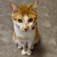 お座りする猫