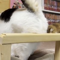 豆大福くんのお尻