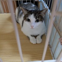 くつろぐ猫