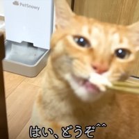 お箸でサンマを食べさせてもらう茶トラ猫