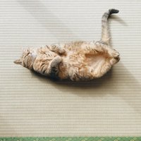 へそ天で眠る猫