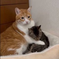 猫の前足を舐める子猫