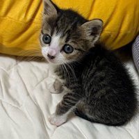 座る子猫
