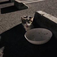 駐車場で鳴く子猫