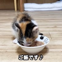 ウェットフードを食べる子猫