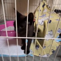 ケージの外を見る子猫