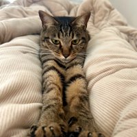 飼い主さんの足の間にいるキジトラ猫