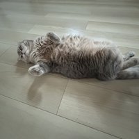 床の上に寝転がるキジトラ猫