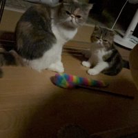 並んで座る2匹の猫