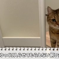 凝視する猫