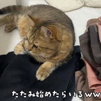 座る猫