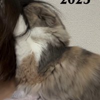 飼い主の髪に顔を入れる子猫