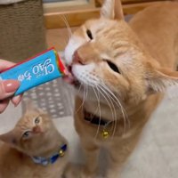 おやつを食べる成猫を見る子猫