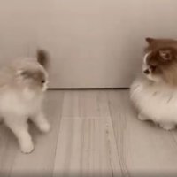 ドアの前の猫たち