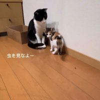 虫を見つけた2匹の猫
