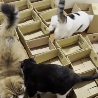 おやつを探す豆大福