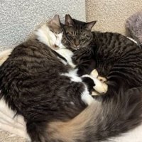 寝ている猫たち