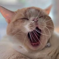 あくびしている猫