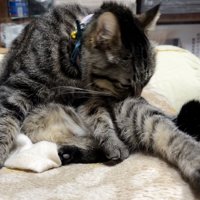 毛づくろいをする猫