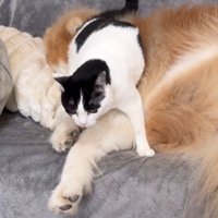 犬にすり寄っている猫