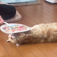 寝転がる猫