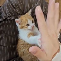 人の手にじゃれる子猫