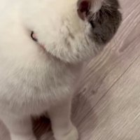後ろを振り向く猫