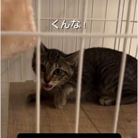 威嚇している子猫