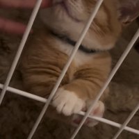 ケージの中でほっぺをなでられて目を細める子猫