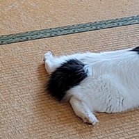 畳でくつろぐ猫の足