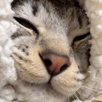 見る猫