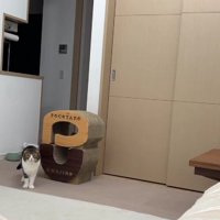 離れたところからこちらを見る猫