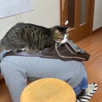 お父さんの背中の上に乗る猫
