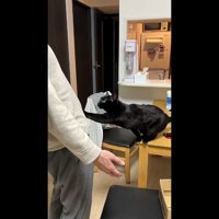 左前足をお腹に