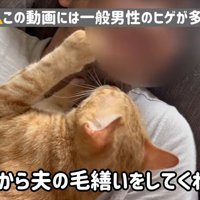 人に抱かれている猫