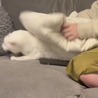 飼い主さんに倒されて起き上がる保護猫