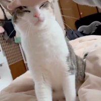猫の頭を撫でる