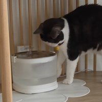給水器の前の猫