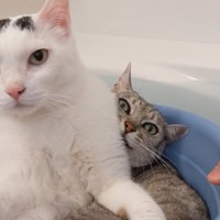 同じ桶の中で過ごすチロくんとマロちゃん